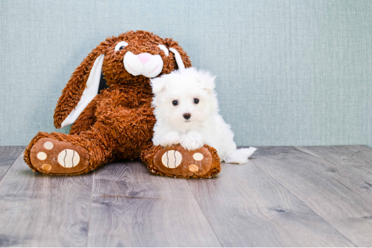 Akc Registered Maltese Purebred Pup