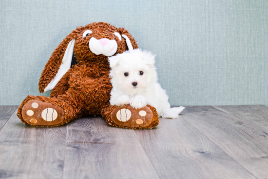 Akc Registered Maltese Purebred Pup