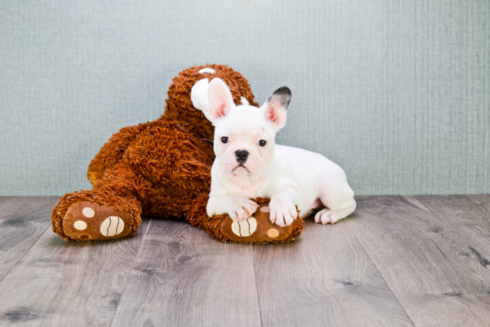 French Bulldog Puppy for Adoption