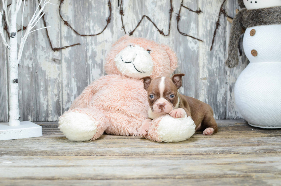 Best Boston Terrier Baby