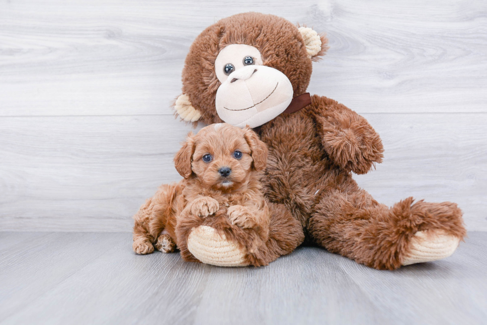 Smart Cavapoo Poodle Mix Pup