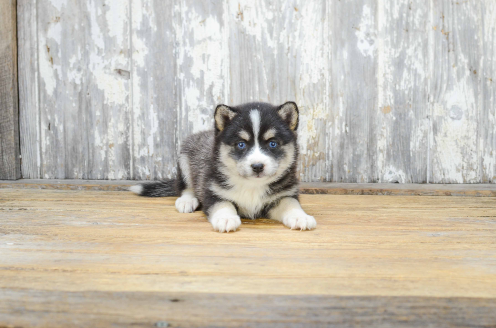 Pomsky Puppy for Adoption