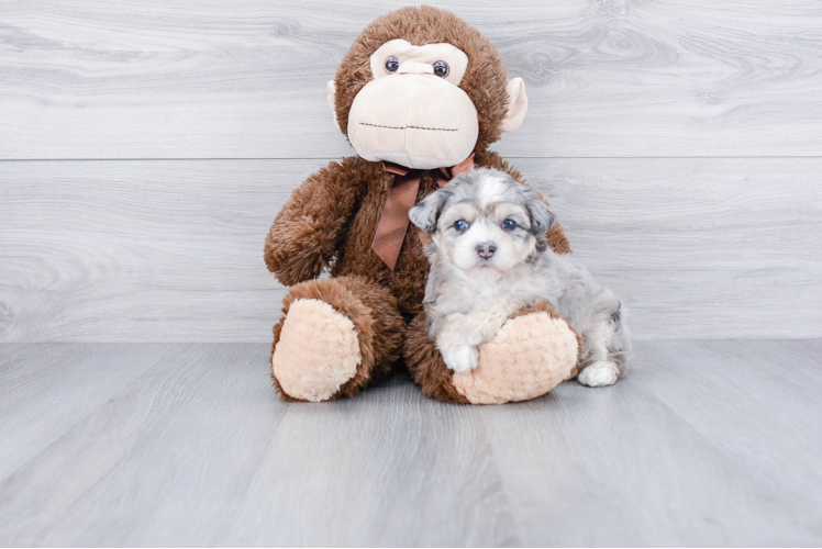 Cute Mini Aussiedoodle Baby