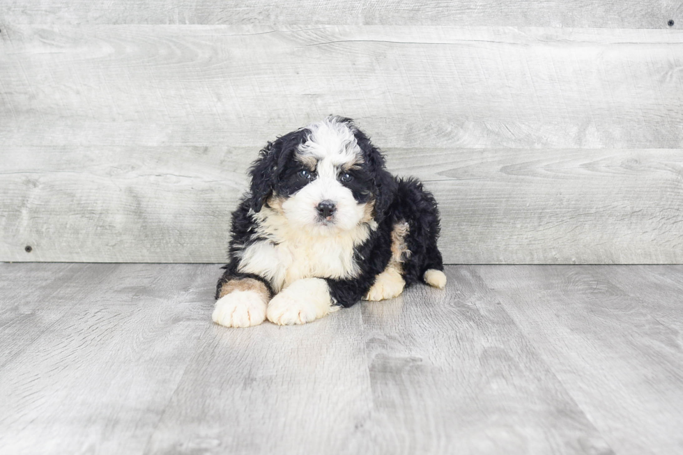 Mini Bernedoodle Puppy for Adoption