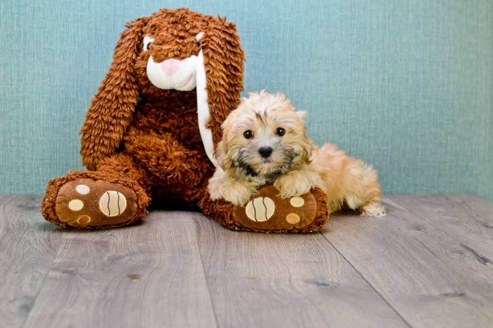 Playful Yorkie Designer Puppy