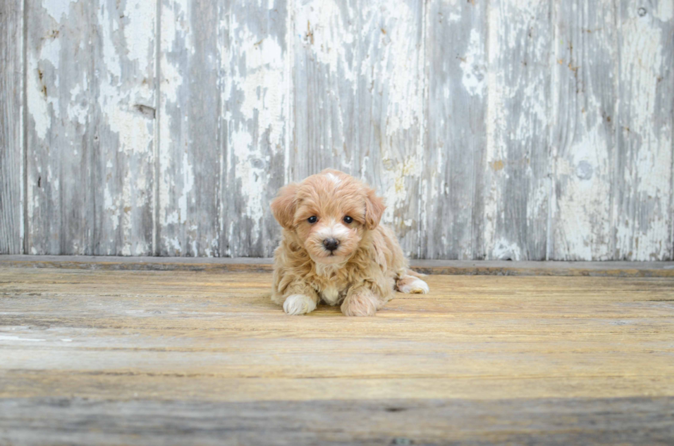 Fluffy Maltipoo Poodle Mix Pup