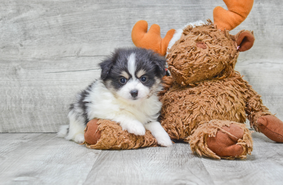 Maltipom Pup Being Cute