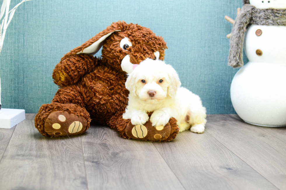 Smart Cavapoo Poodle Mix Pup
