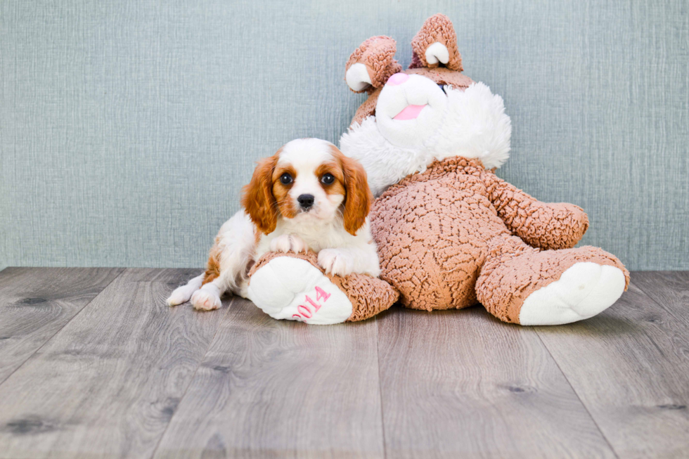 Smart Cavalier King Charles Spaniel Purebred Puppy