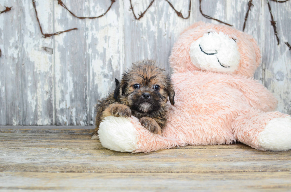 Teddy Bear Pup Being Cute