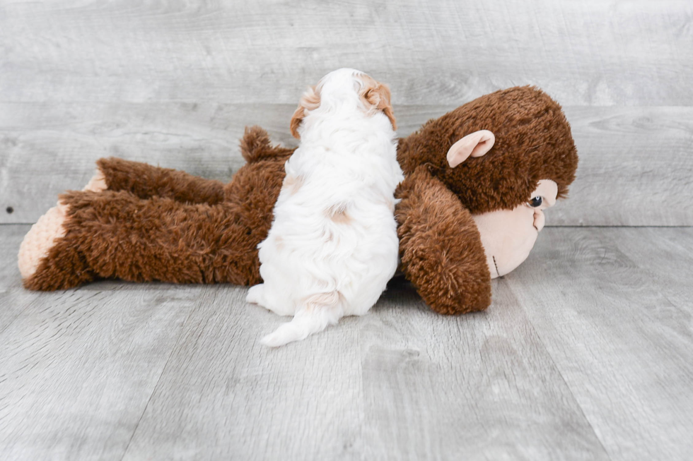 Playful Cavoodle Poodle Mix Puppy