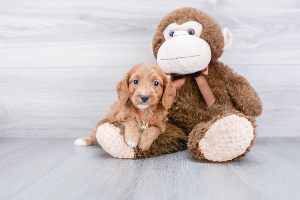 Cavapoo Puppy for Adoption