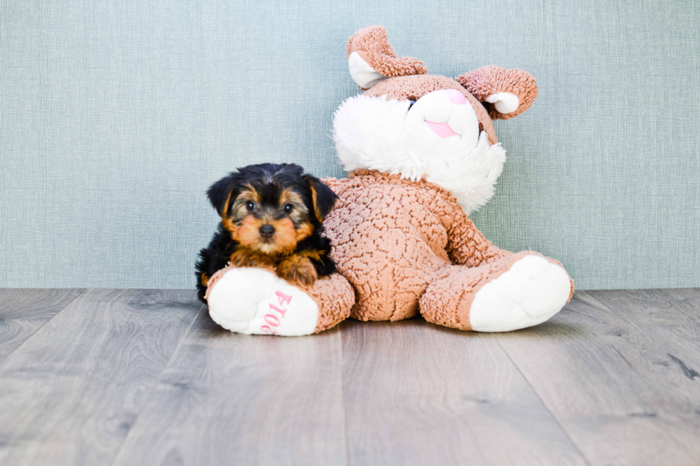 Meet Roscoe - our Yorkshire Terrier Puppy Photo 