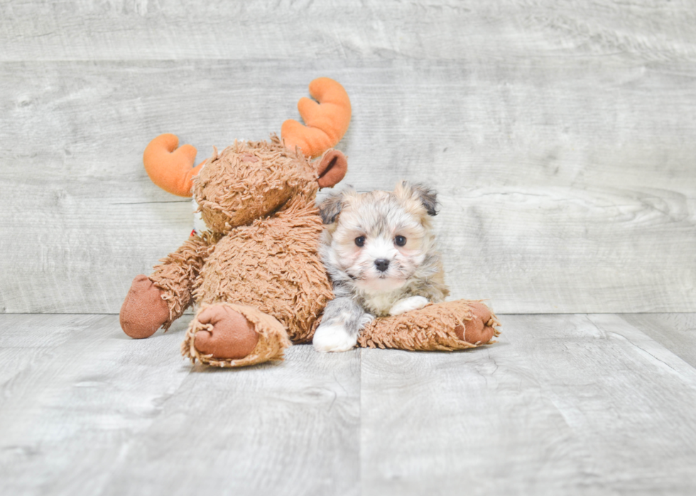 Adorable Havanese Purebred Puppy