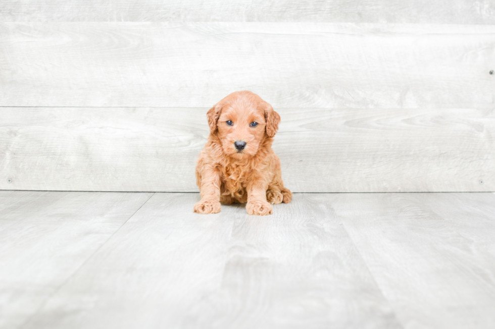 Mini Goldendoodle Pup Being Cute