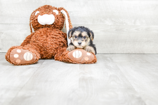 Morkie Pup Being Cute