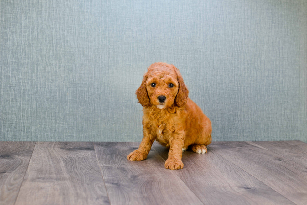 Mini Goldendoodle Pup Being Cute