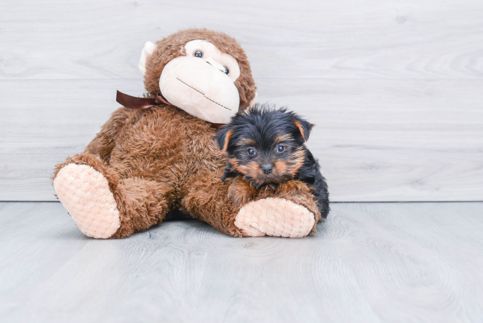 Meet Capone - our Yorkshire Terrier Puppy Photo 