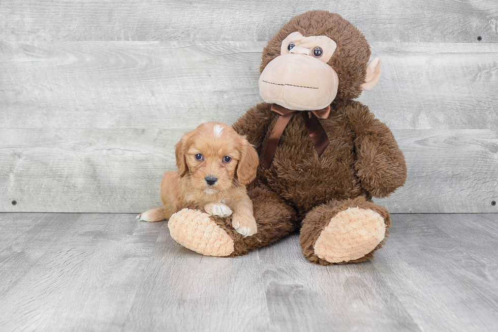 Cavapoo Puppy for Adoption