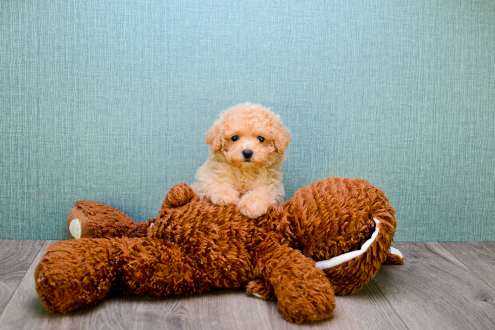 Cavapoo Puppy for Adoption