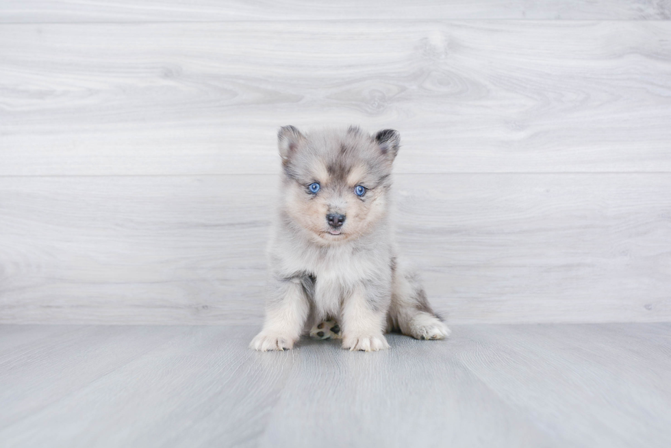 Fluffy Pomsky Designer Pup