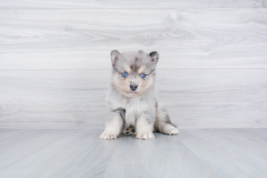 Fluffy Pomsky Designer Pup