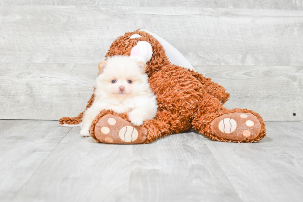 Smart Pomeranian Purebred Puppy