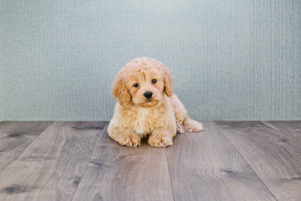 Mini Goldendoodle Puppy for Adoption