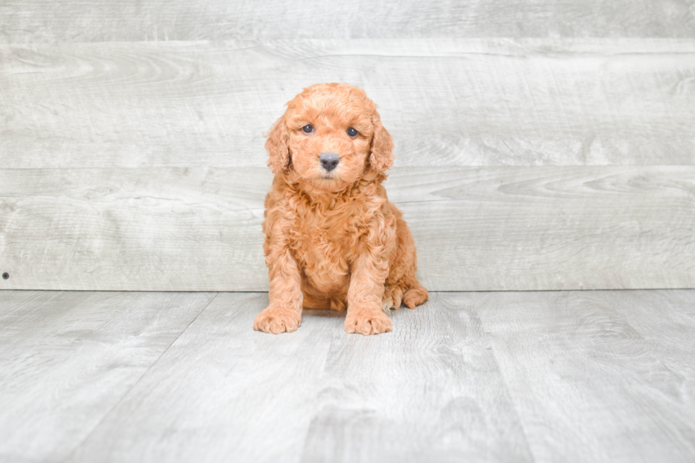 Adorable Golden Retriever Poodle Mix Puppy