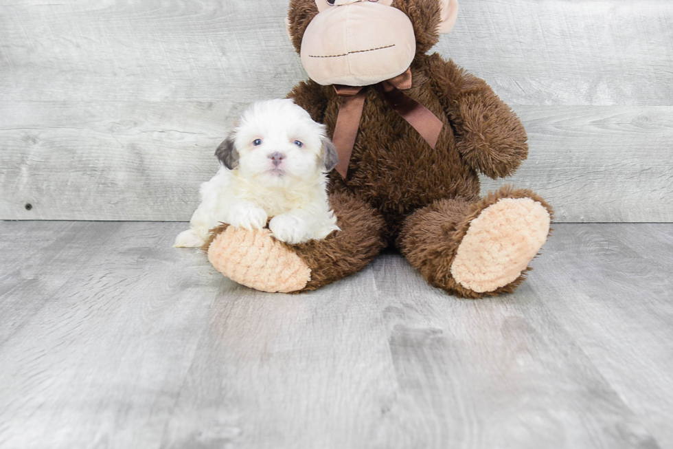 Teddy Bear Pup Being Cute