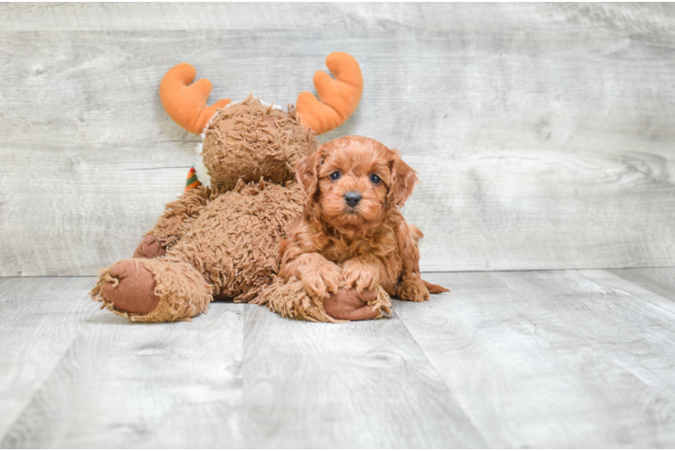 Cavapoo Pup Being Cute