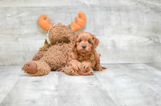 Cavapoo Pup Being Cute