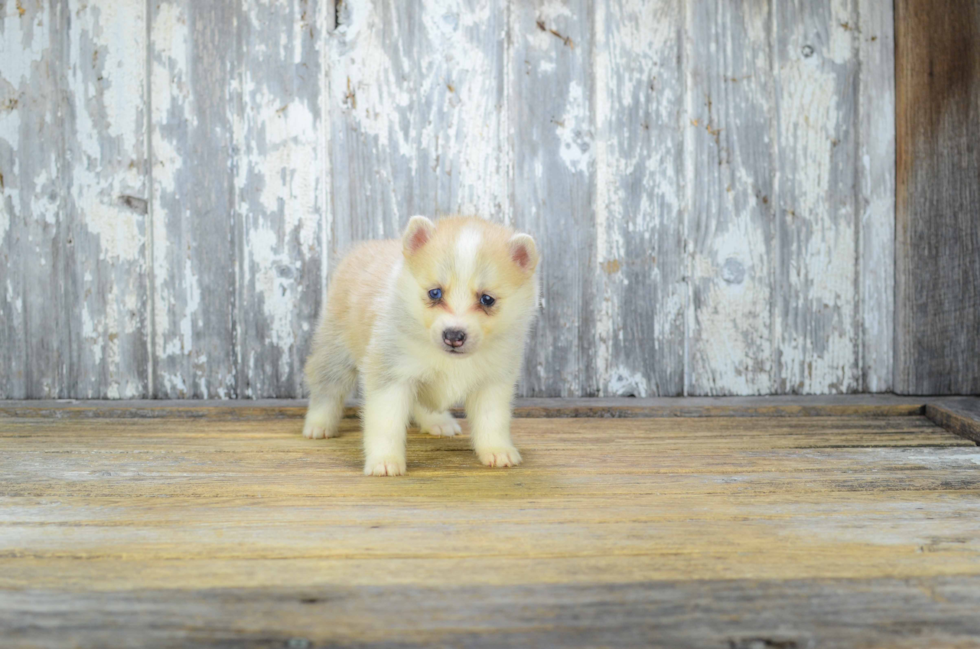 Friendly Pomsky Baby