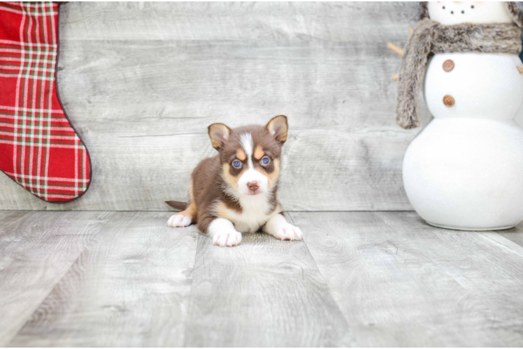 Small Pomsky Baby