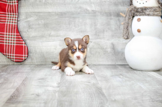 Small Pomsky Baby