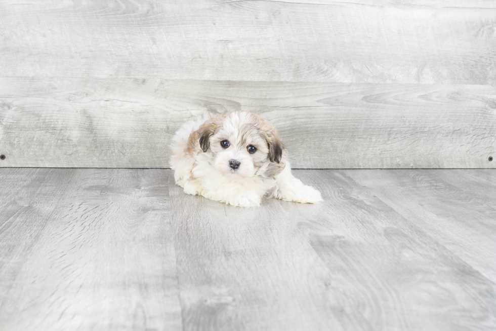 Playful Havanese Purebred Pup