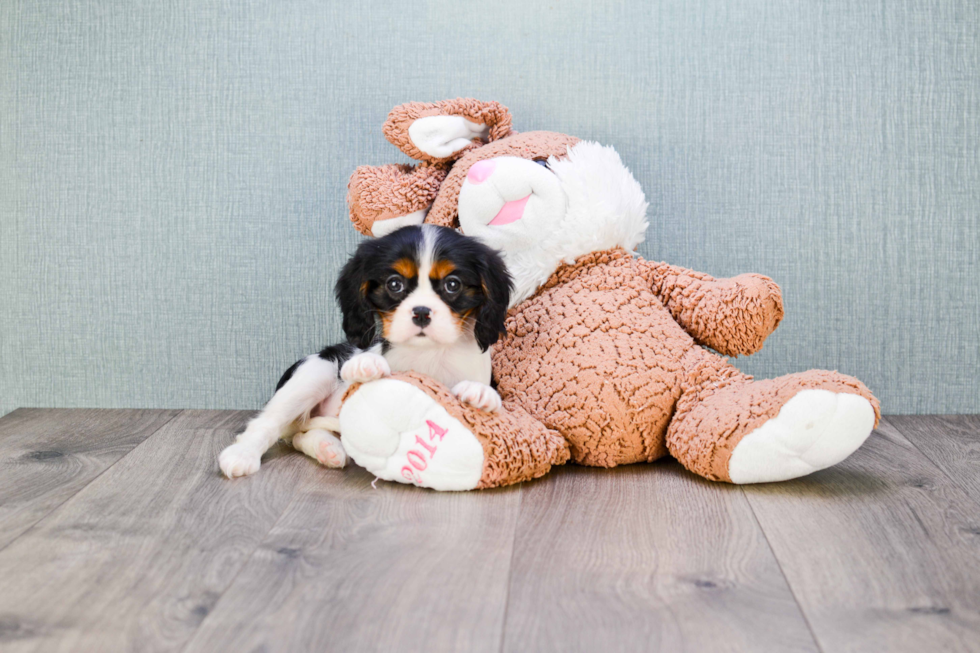 Fluffy Cavalier King Charles Spaniel Purebred Puppy