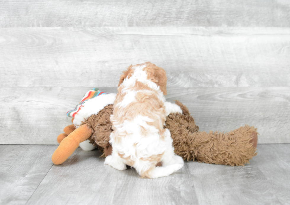 Adorable Cavoodle Poodle Mix Puppy