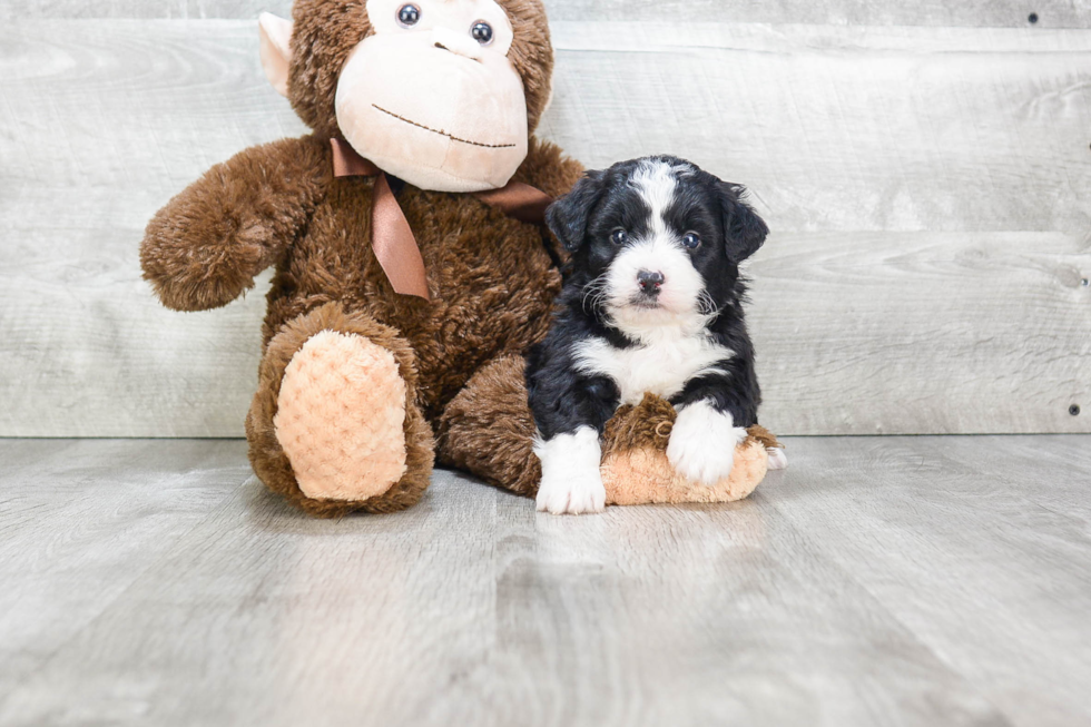 Mini Bernedoodle Pup Being Cute