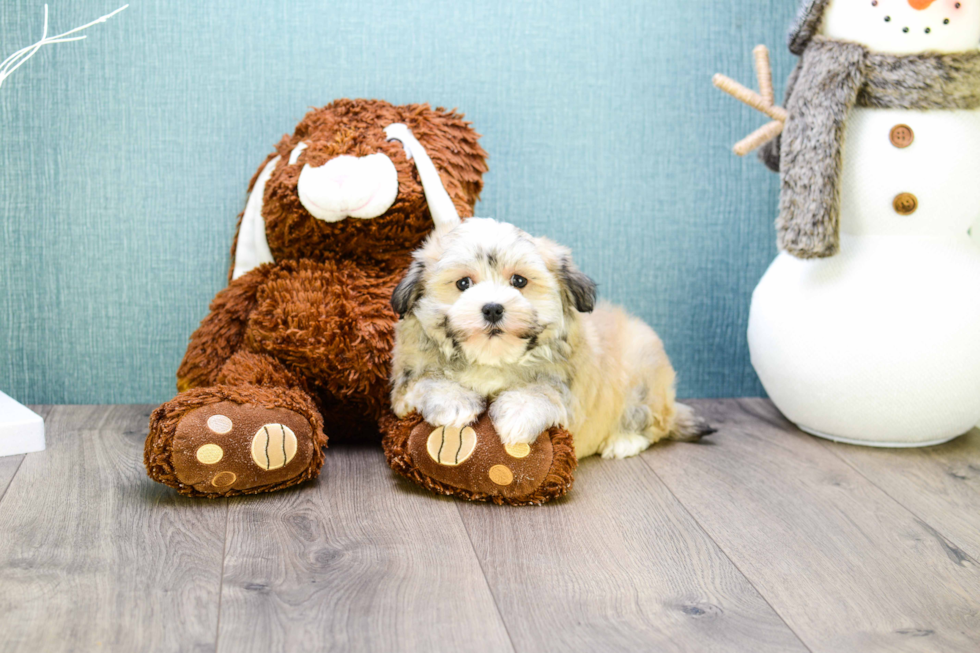 Havanese Puppy for Adoption