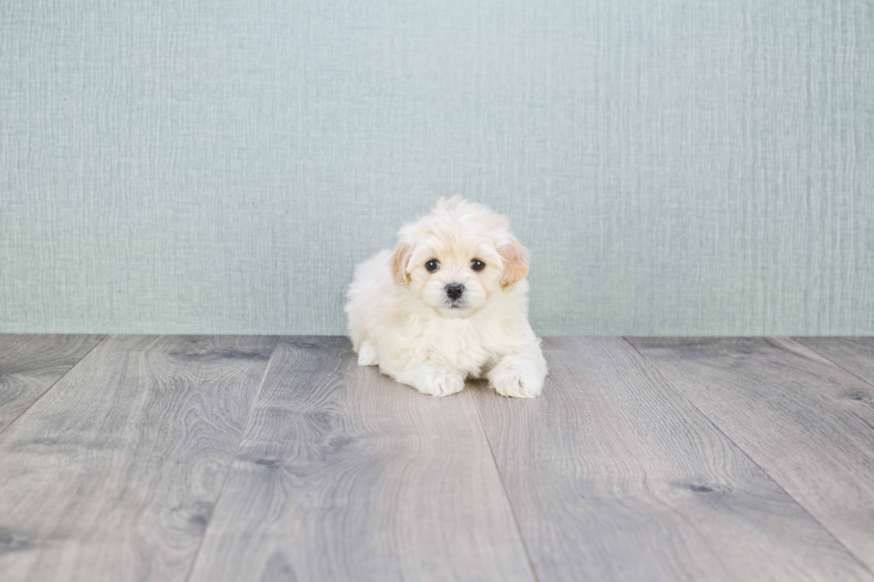 Best Maltipoo Baby