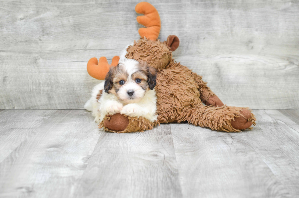 Petite Teddy Bear Designer Pup