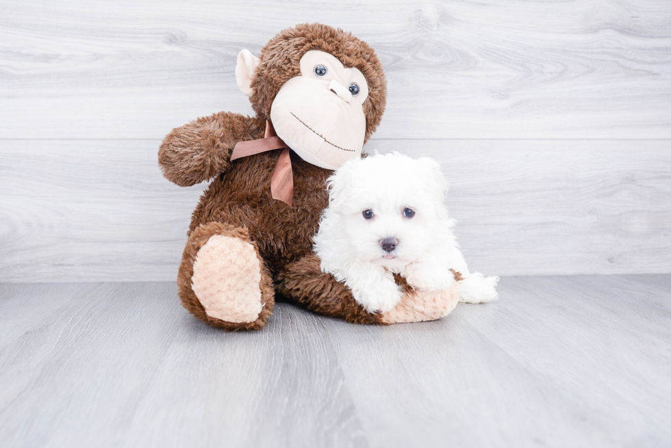 Popular Havanese Baby