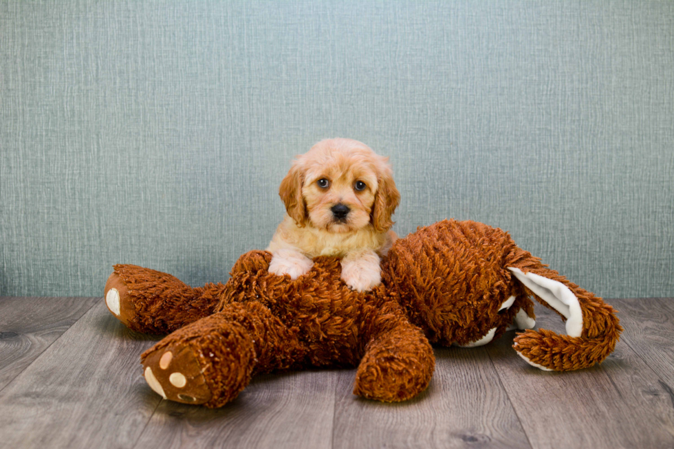 Popular Cavachon Designer Pup