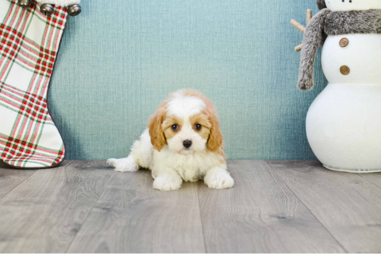 Cavapoo Pup Being Cute