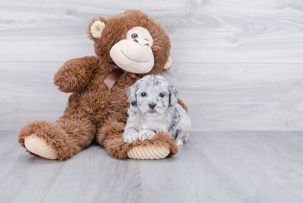 Happy Mini Aussiedoodle Baby