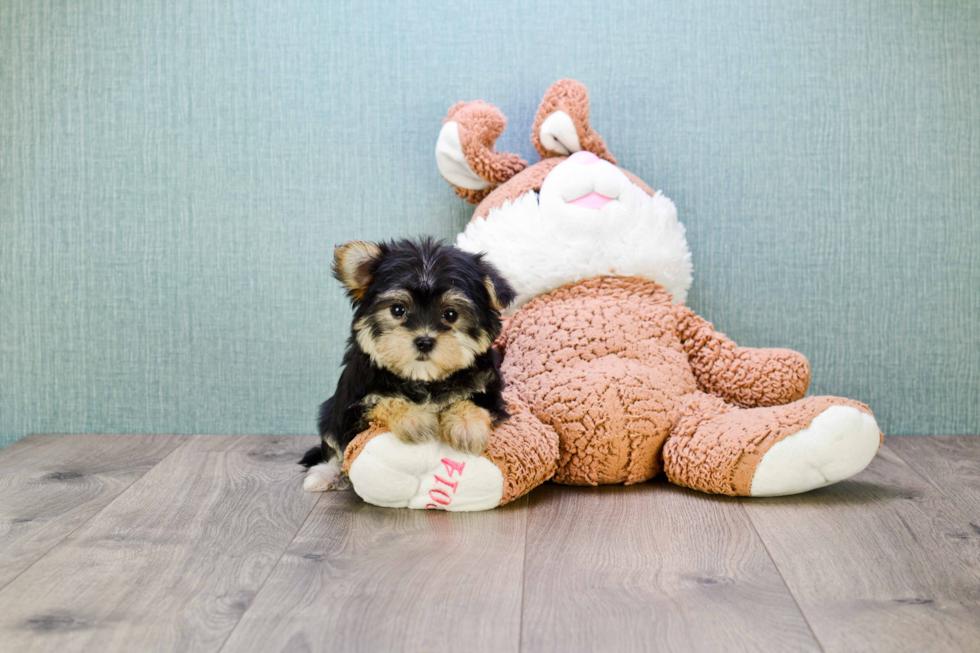 Friendly Morkie Baby