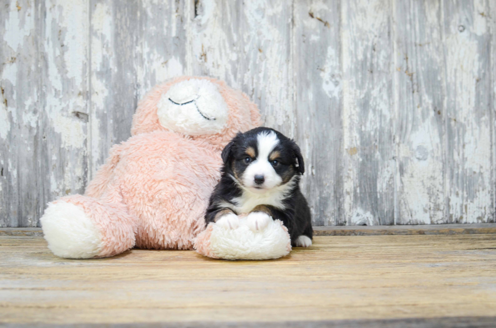 Mini Aussiedoodle Pup Being Cute