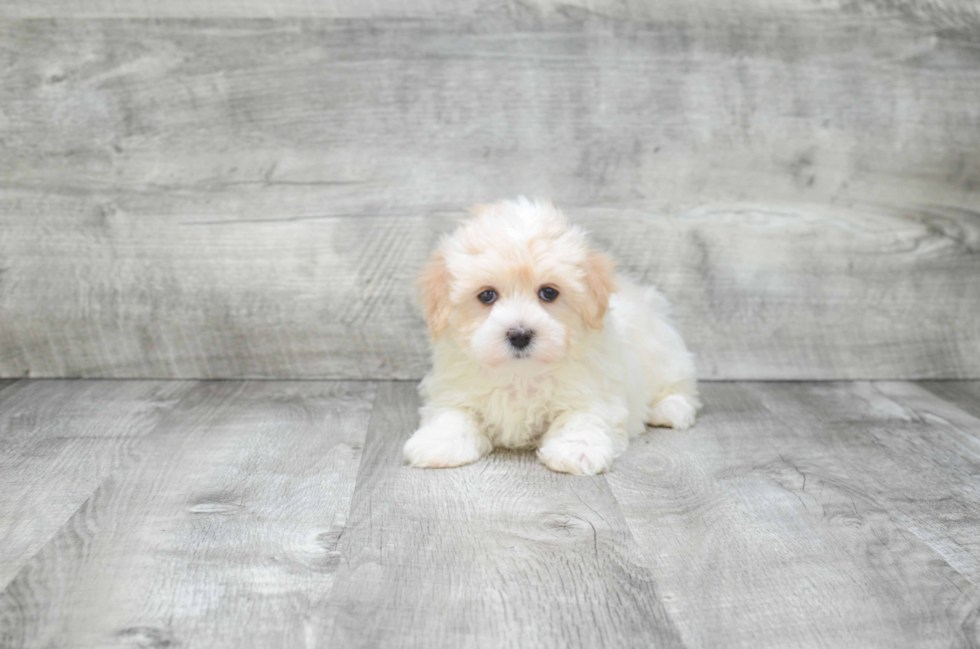 Maltipoo Puppy for Adoption