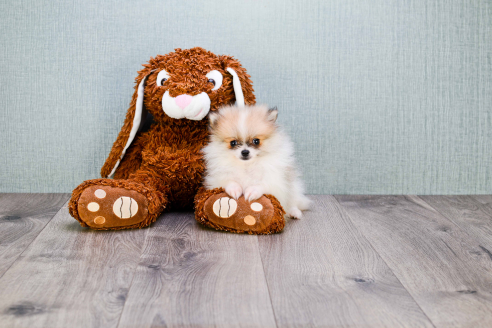 Petite Pomeranian Purebred Puppy